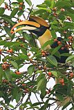 Great Hornbillborder=